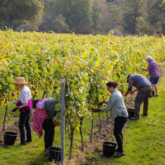 (FULLY BOOKED) Harvest at Leonardslee Family Vineyards 2025