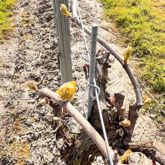 Young grapevine buds emerging in spring at Leonardslee Family Vineyards, with vines trained along wire trellises above pale Sussex soil