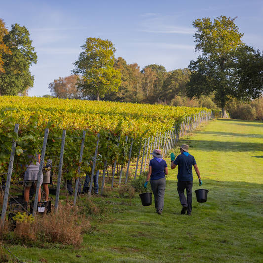 Harvest 2024 at Leonardslee Family Vineyards